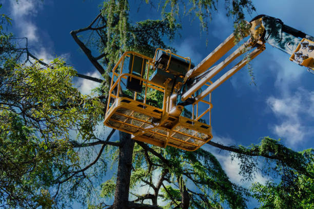 Why Choose Our Tree Removal Services in Weddington, NC?