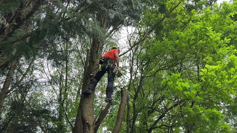 Best Palm Tree Trimming  in Weddington, NC