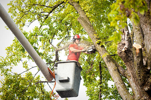 Professional Tree Services in Weddington, NC